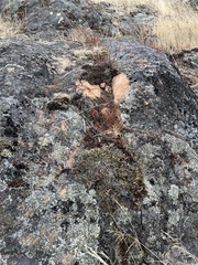 Selaginella wallacei