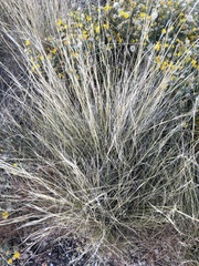 Aristida adscensionis