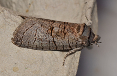 Culama suffusca
