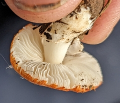 Leucoagaricus rubrotinctus