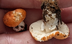 Leucoagaricus rubrotinctus