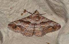 Gastrinodes bitaeniaria