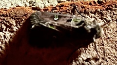 Lacinipolia renigera