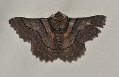 Hypobapta percomptaria