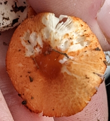 Leucoagaricus rubrotinctus