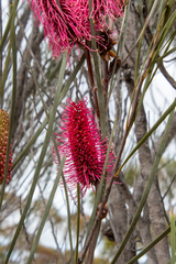 Hakea francisiana