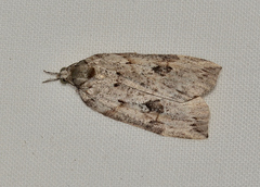 Neoteristis paraphanes