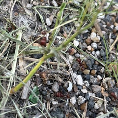 Pogonomyrmex barbatus