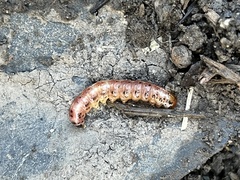 Papaipema leucostigma