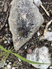 Pachylis neocalifornicus