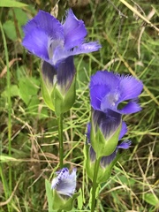 Gentianopsis
