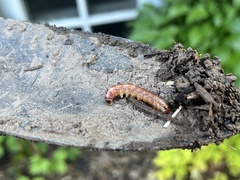 Papaipema leucostigma