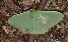 Prasinocyma semicrocea