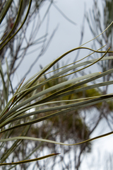 Hakea francisiana
