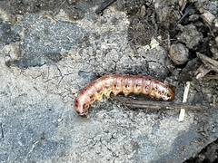 Papaipema leucostigma