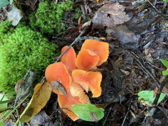 Hygrocybe punicea
