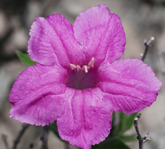Ruellia hirsutoglandulosa