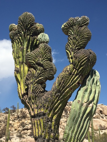 Mexican Giant Cactus