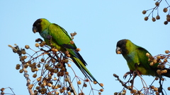 Aratinga nenday