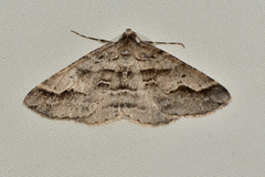 Syneora cheleuta