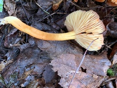 Hygrocybe punicea