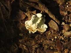 Kretzschmaria deusta