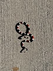 Micruroides euryxanthus