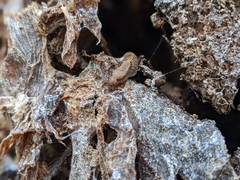 Prophysaon andersonii