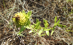 Grindelia lanceolata