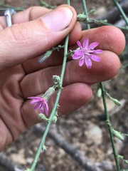 Stephanomeria lactucina