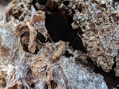 Prophysaon andersonii