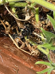 Latrodectus hesperus