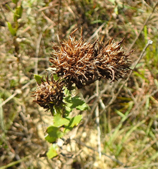 Grindelia lanceolata