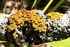 Xanthomendoza hasseana