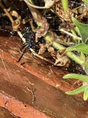 Latrodectus hesperus