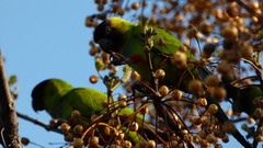 Aratinga nenday