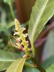 Excoecaria cochinchinensis