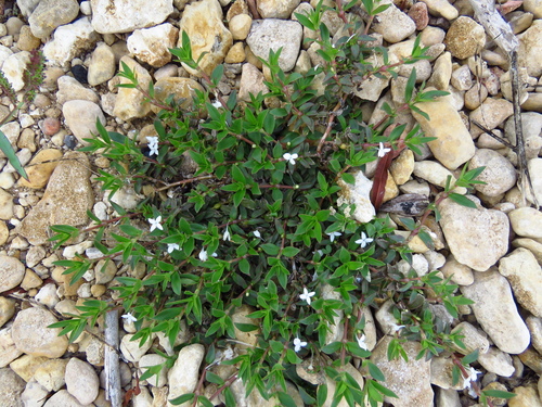 Image of Diodia harperi by (c) Annika Lindqvist, some rights reserved (CC BY)