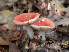 Russula rosacea