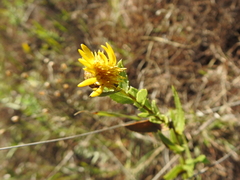 Grindelia lanceolata