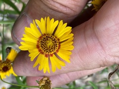 Helenium elegans