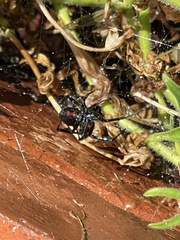Latrodectus hesperus