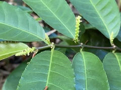 Excoecaria cochinchinensis