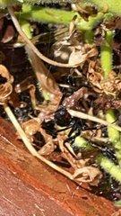 Latrodectus hesperus