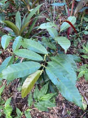 Excoecaria cochinchinensis