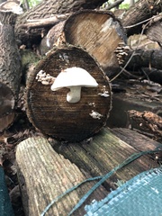 Hemipholiota populnea