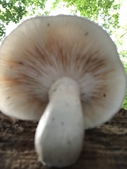 Hemipholiota populnea
