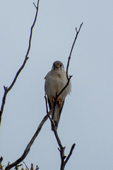 Falco cenchroides