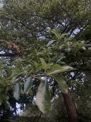 Quercus imbricaria