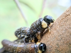 Perga affinis